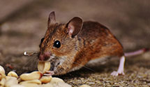 24 Hour & Emergency Exterminators in Mormon Island, CA